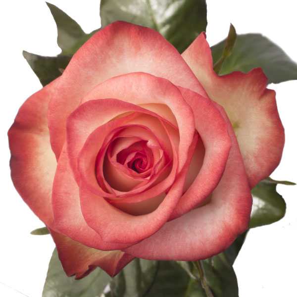 Blush Bicolor Roses