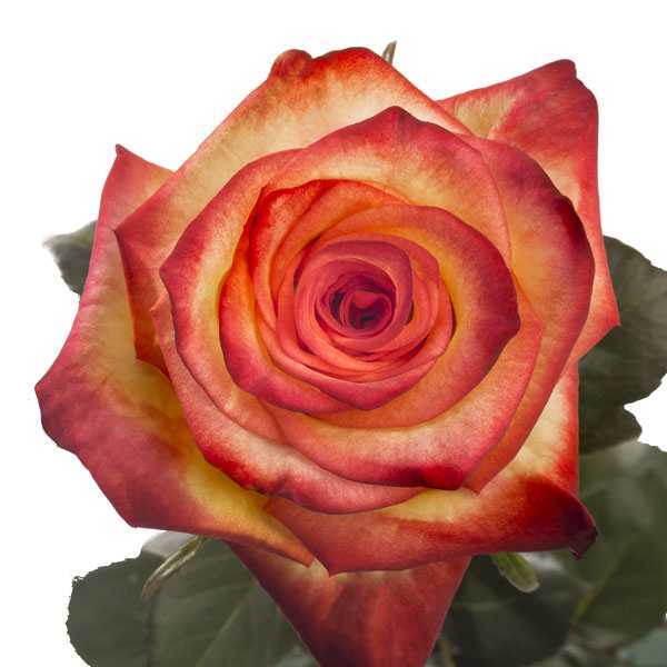 High Magic Bicolor Roses