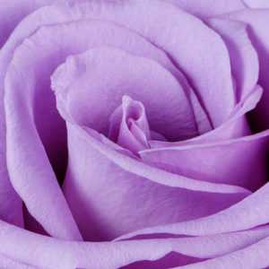 Lavender Roses