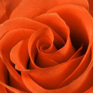 Orange Roses