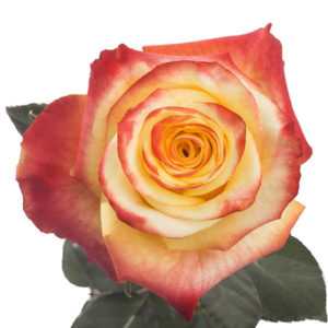 High Yellow Magic Bicolor Roses