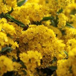 Solidago golden glory