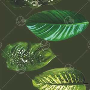 dieffenbachia